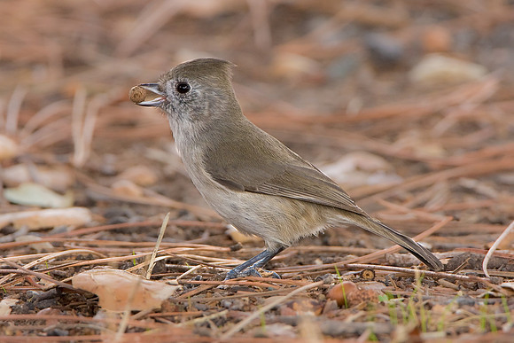 Oak Titmouse
