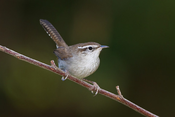Bewick's Wren