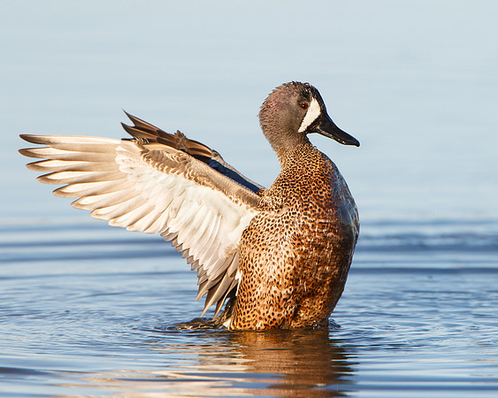 Blue-winged Teal, male, wing-flap