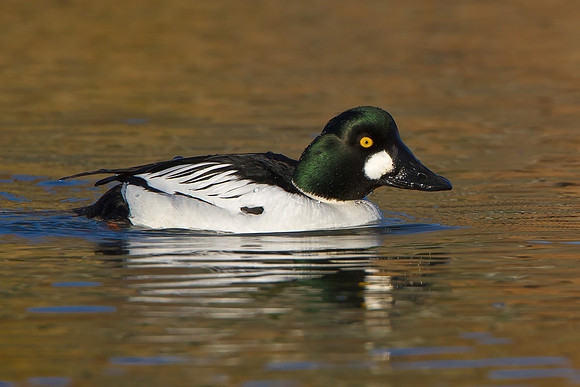 Common Goldeneye