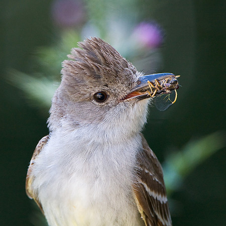 Ash-throated Flycatcher
