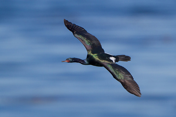 Pelagic Cormorant