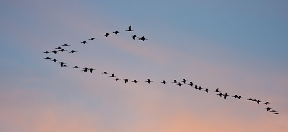 White-faced Ibis
