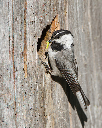 Mountain Chickadee, bringing food to the nest