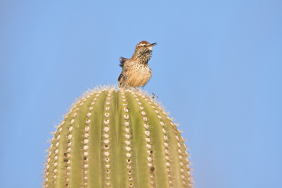 Cactus Wren atop Saguaro cactus