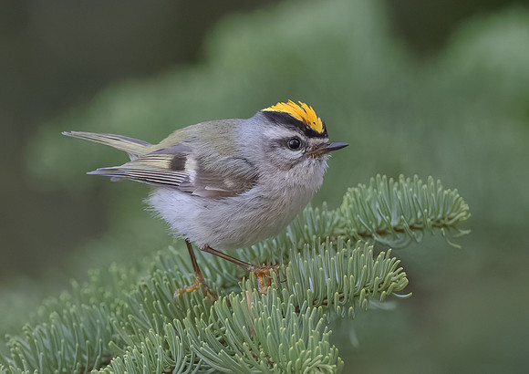 Golden-crowned Kinglet