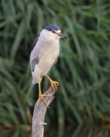 Black-crowned Night Heron