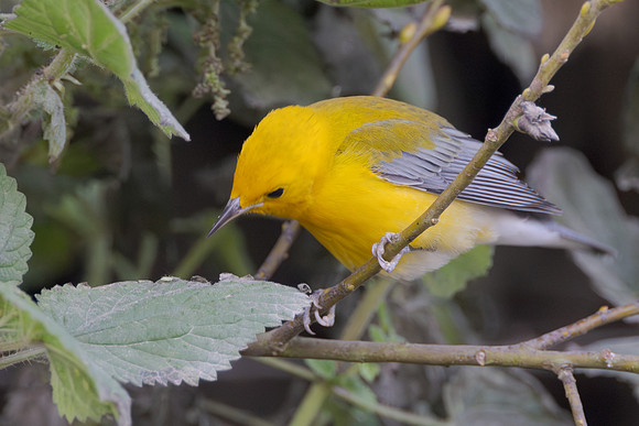 Prothonotary Warbler, feeding on aphid