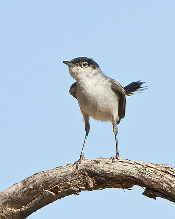 Black-tailed Gnatcatcher