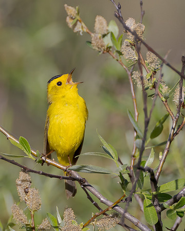 Wilson's Warbler