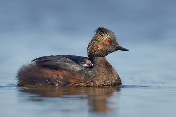 Eared Grebe, with chick