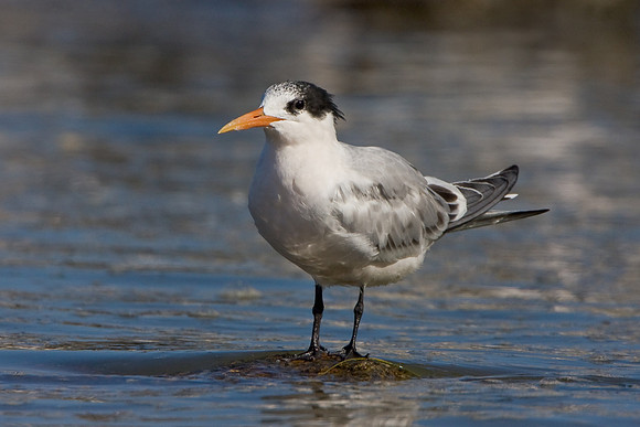 Elegant Tern