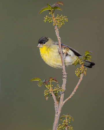 Lesser Goldfinch