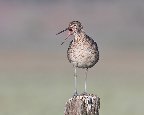 Willet