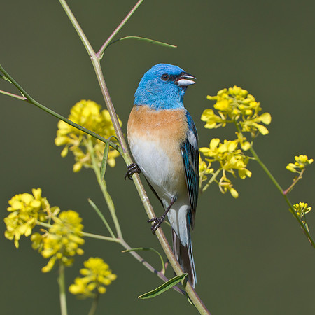 Lazuli Bunting among yellow mustard flowers