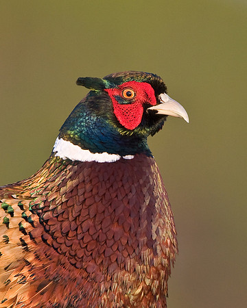 Ring-necked Pheasant