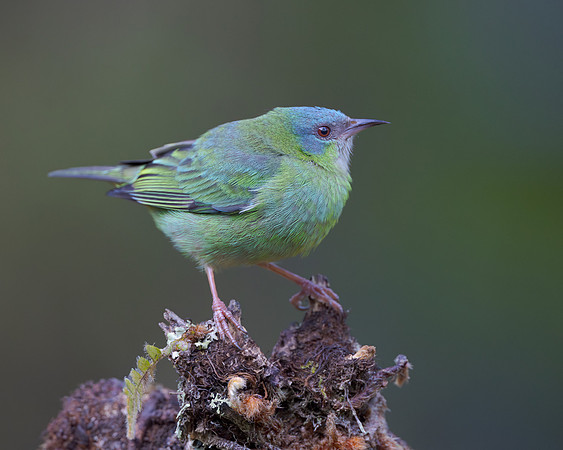 Blue Dacnis, immature