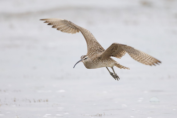Whimbrel