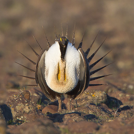 Greater Sage-Grouse, courtship display