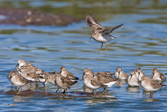 Least Sandpiper