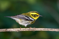 Townsend's Warbler