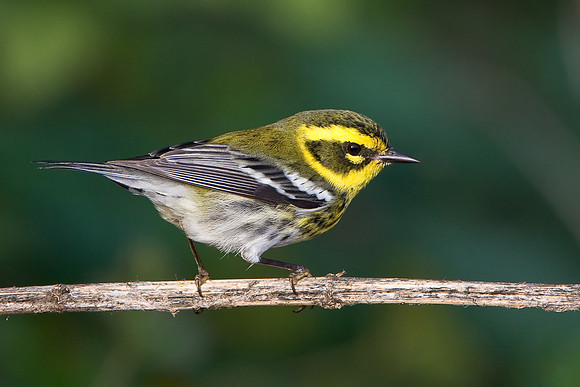 Townsend's Warbler