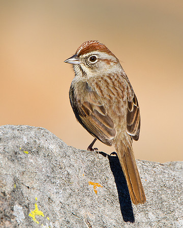 Rufous-crowned Sparrow