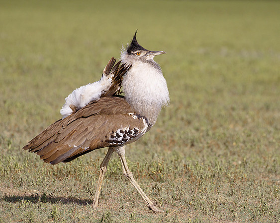 Kori Bustard, courtship display