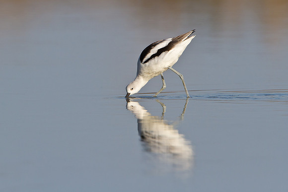 American Avocet, feeding