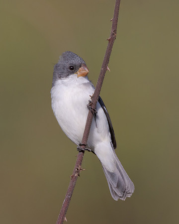 White-bellied Seedeater