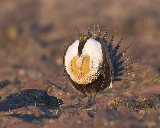 Greater Sage-Grouse, courtship display