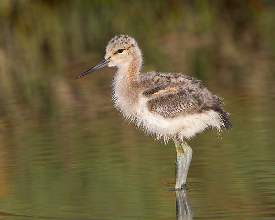American Avocet, chick