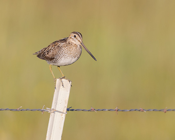 Wilson's Snipe