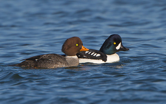Barrow's Goldeneye, female & male