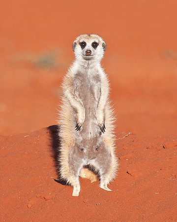 Meercat (Suricate), standing watch for predators