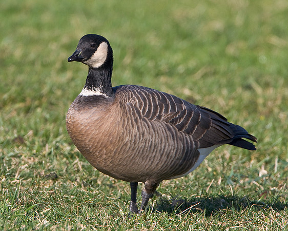 Cackling Goose