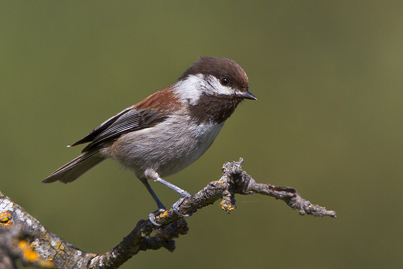 Chestnut-backed Chickadee