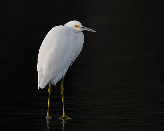 Snowy Egret
