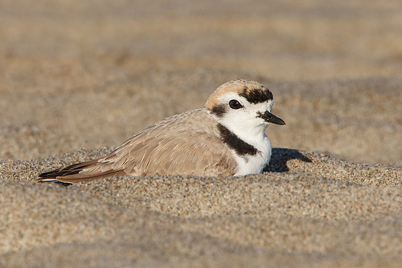 Snowy Plover, breeding plumage