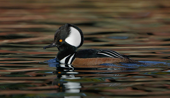 Hooded Merganser