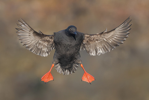 Pigeon Guillemot