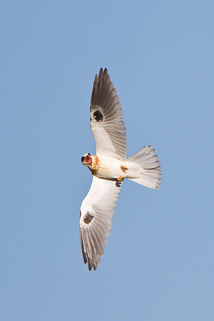 White-tailed Kite, juvenile screaming