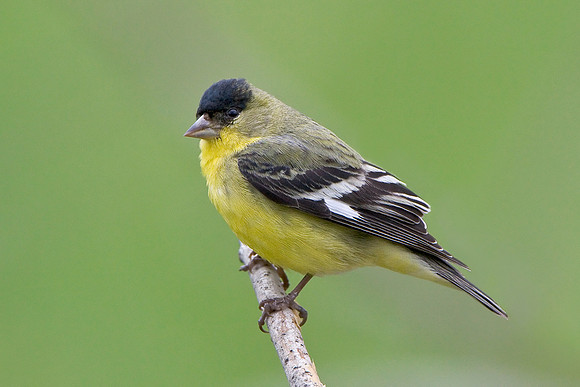 Lesser Goldfinch