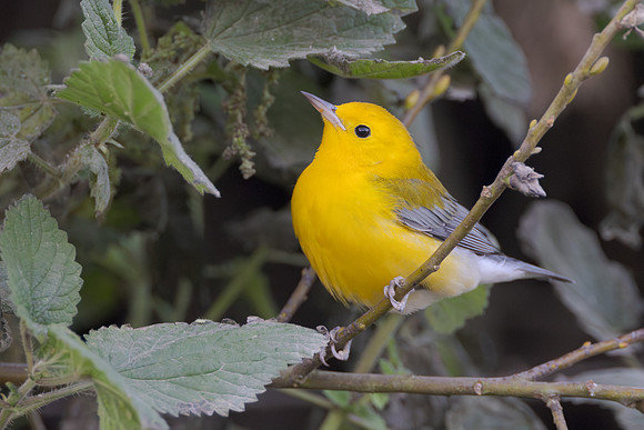 Prothonotary Warbler, feeding on aphid