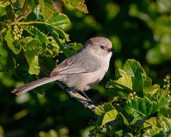 Bushtit