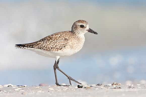 Black-bellied Plover