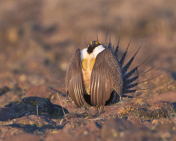 Greater Sage-Grouse, courtship display