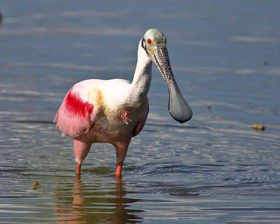 Roseate Spoonbill