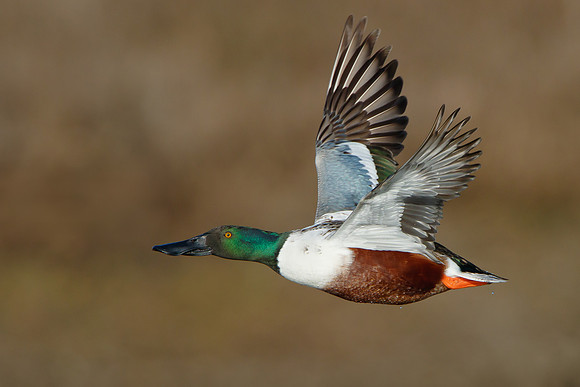 Northern Shoveler in flight