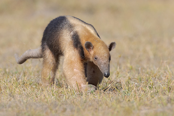 Southern Tamandua